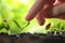 Woman touching young vegetable seedling outdoors