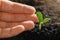 Woman touching young vegetable seedling outdoors