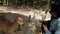 Woman tourist giving senbei Japanese flour snack to deer in Nara Japan