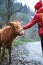 Woman tourist stroking a calf