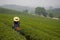 Woman tourist is traveling at Tea field plantation farm in Chiangrai