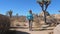Woman Tourist Walks Across The Desert Amid Cactus, Joshua Tree And Boulders