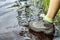 Woman in tourist waterproof hiking boots walks through the water in puddles