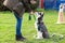 Woman trains with a young husky on a dog training field