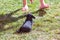 Woman trains with a young poodle chihuahua mix chipoo