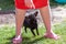 Woman trains with a young poodle chihuahua mix chipoo