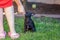 Woman trains with a young poodle chihuahua mix chipoo