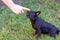 Woman trains with a young poodle chihuahua mix chipoo