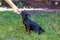 Woman trains with a young poodle chihuahua mix chipoo