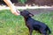 Woman trains with a young poodle chihuahua mix chipoo