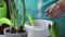 A woman transplanted a daffodil in a new pot. Seals the soil and watered from a watering can. Close-up shot