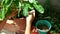 Woman Transplanting Green Plant In Pot