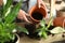 Woman transplanting home plant into new pot at table