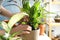 Woman transplanting home plant into new pot at table