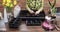 Woman transplanting home plant into new pot at table, closeup. Female gardener planting seedlings , transplanting sprigs into