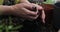 Woman transplanting home plant into new pot at table, closeup. Female gardener planting seedlings , transplanting sprigs into