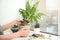 Woman transplanting home plant into new pot on window sill
