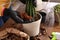Woman transplanting houseplant into new pot at table indoors, closeup
