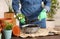 Woman transplanting houseplants into flower pots at wooden table indoors, closeup