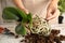 Woman transplanting orchid plant on table