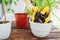 Woman transplanting plant into another pot on kitchen. Housewife taking care of home plants and flowers