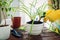 Woman transplanting plant into another pot on kitchen. Housewife taking care of home plants and flowers