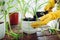 Woman transplanting plant into another pot on kitchen. Housewife taking care of home plants and flowers