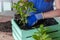 Woman transplanting plant a into a new pot. Young businesswoman transplanting plants in flowerpots. people, gardening, flower