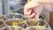 Woman transplanting small tomato seedlings into larger containers - organic vegetables home-grown garden