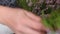 A woman transplants forest heather into a pot. Goes through and cuts the branches of the plant. Close-up shot