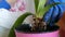 The woman transplants indoor flowers into new flower pots. The Great bulb Root of the Home Flower