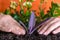 Woman transplants plant - setcreasea purple