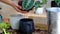 A woman transplants a potted houseplant Black Maranta Massangeana into a new ground in a black pot with a face. Potted plant care