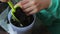 Woman transplants rosemary branches in a large pot. Adds land to it with a spatula.