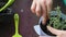 Woman transplants rosemary branches in a large pot. Adds land to it with a spatula.