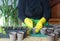 A woman transplants small tomato seedlings into peat cups. Spring preparatory agricultural work is the key to a good