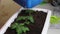 A woman transplants tomato seedlings into a large container. Adds soil to plant roots. Garden in the apartment. Close-up