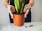 The woman transplants young plants in pots