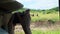 woman traveler and photographer standing in safari looking at wildlife animals