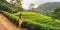 Woman Traveler Trip to the Tea Plantations in Nuwara Eliya, Sri Lanka