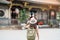 woman traveler visiting in Taiwan, Tourist with hat sightseeing in Longshan Temple, Chinese folk religious temple in Wanhua