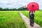 Woman traveller hiking Asian rice field landscape.