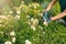 Woman trimming plant outdoors, closeup