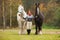 Woman with two shire horses