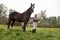 Woman with two shire horses