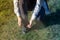 Woman tying up shoelaces when jogging. Sneakers rope tying. People and life. Lane, feet