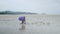 Woman With Umbrella Hat Bending Down While Raking Into The Mud To Find Clams During Low Tide. - wide