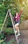 Woman Up On A Ladder Picking Fruits.