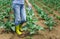 Woman use digital soil meter in the soil. Cabbage plants