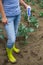 Woman use digital soil meter in the soil. Cabbage plants